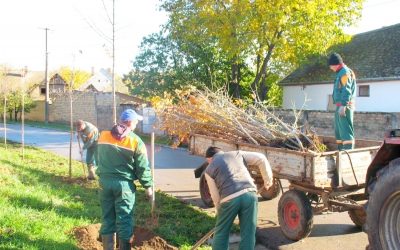 U toku jesenja sadnja drveća