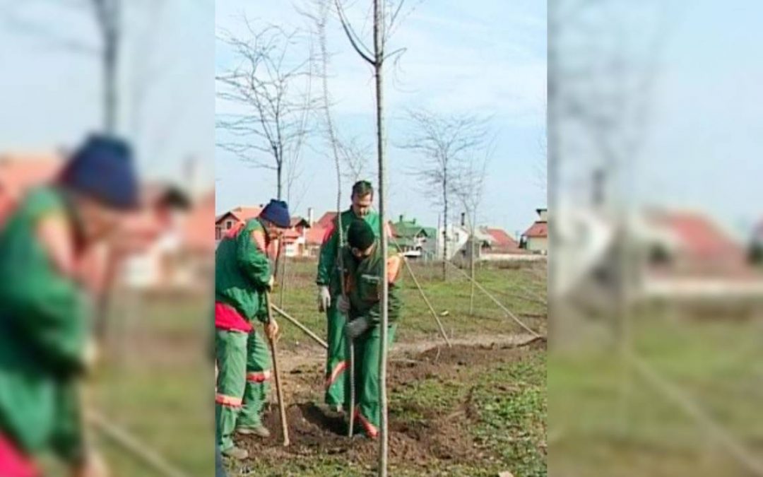 “Čistoća” ozelenjava Sombor