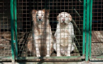 Udruženje za zaštitu životinja iz Nemačke doniralo hranu somborskom azilu za pse